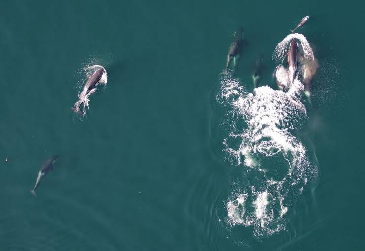Orcas and dolphins team up: new study reveals multi