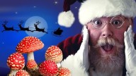 Amanita muscaria: el hongo que influenció la Navidad