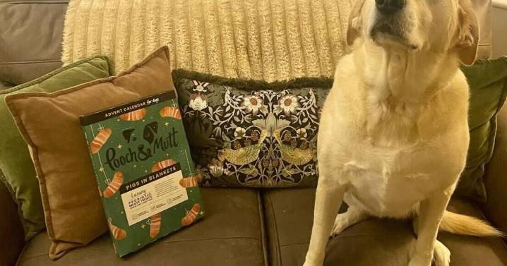 'My dog tried pigs in blankets advent calendar and begged for more'