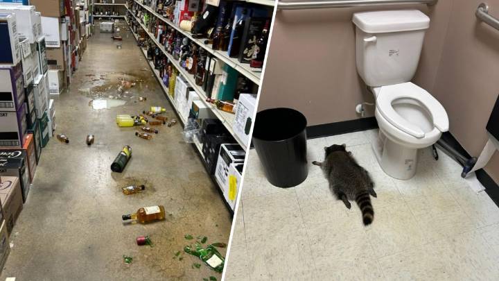 Raccoon found passed out in Virginia liquor store bathroom after breaking in