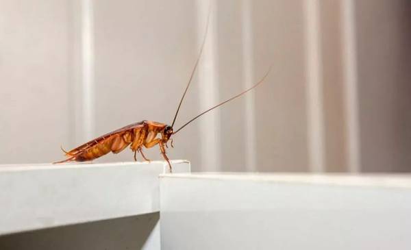 El truco casero más efectivo para eliminar cucarachas del hogar: fácil y económico