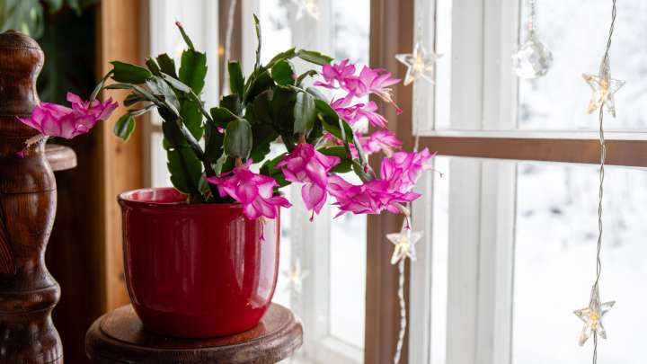 The Clear Sign You're Giving Your Christmas Cactus Way Too Much Sun