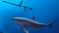 Before megalodon, researchers say a monstrous shark ruled ancient Australian seas