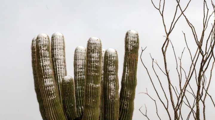 ¿Listos para el invierno? Qué pronostican los expertos para Arizona en 2025