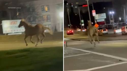 Runaway horse: Port Authority officers describe how they captured stallion galloping near JFK Airport