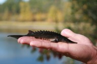 With a target on their bellies, can California’s sturgeon survive?