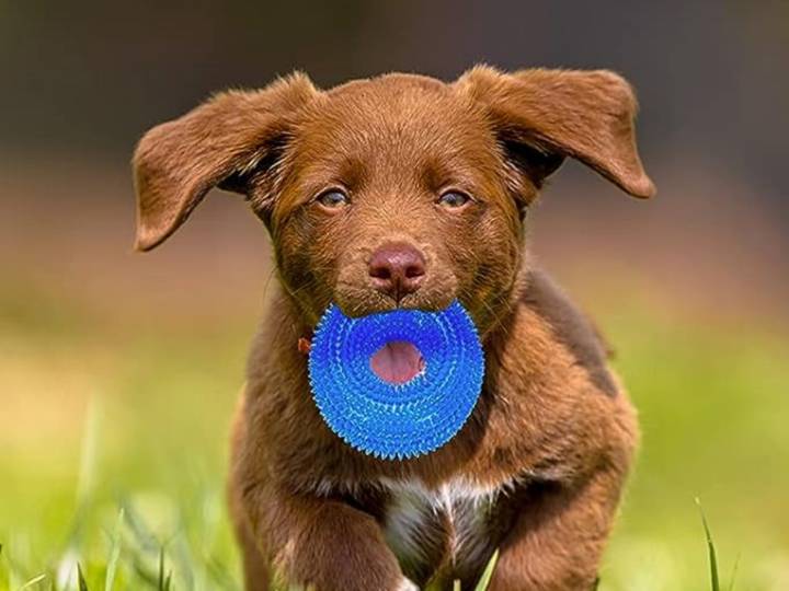 Pet Owners Say This 'Durable' $15 Toy Pack Is Perfect for Puppies Who ‘Want To Chew On Everything'