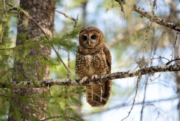 groups say Oregon logging project endangers northern spotted owl