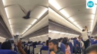 Pigeon enters Bengaluru-Vadodara IndiGo flight, causes chaos amid ongoing crisis