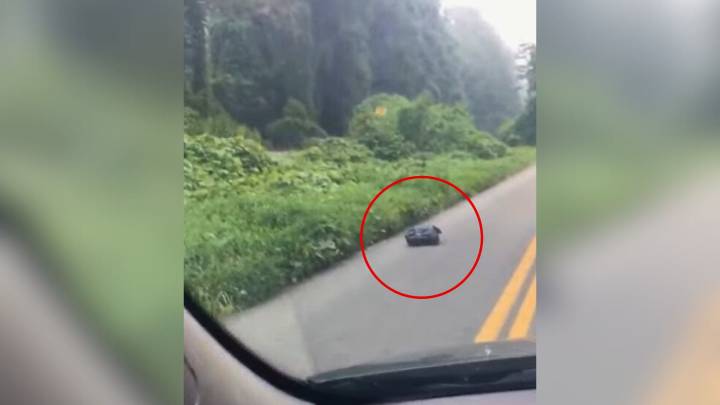 Kentucky Teacher’s Morning Drive Turns Into Shock When She Sees A Bag Moving In The Road