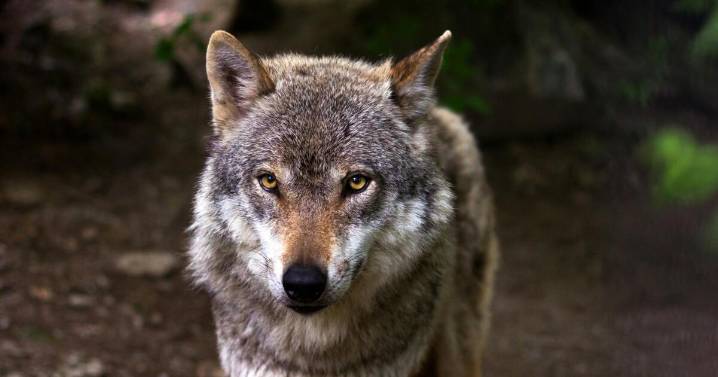 A Colorado gray wolf that wandered into New Mexico has been re