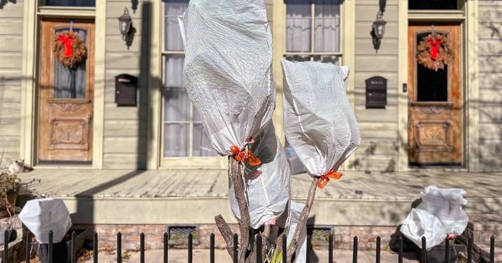 6 things to do in your garden despite the chilly weather: