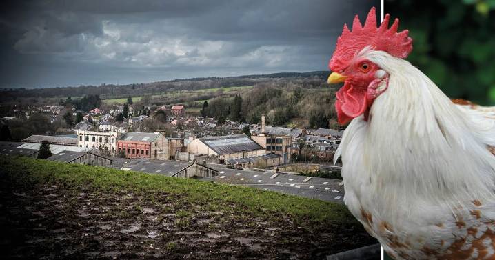 'Anti-social cockerels' on rise due to cost of living crisis, councillor claims