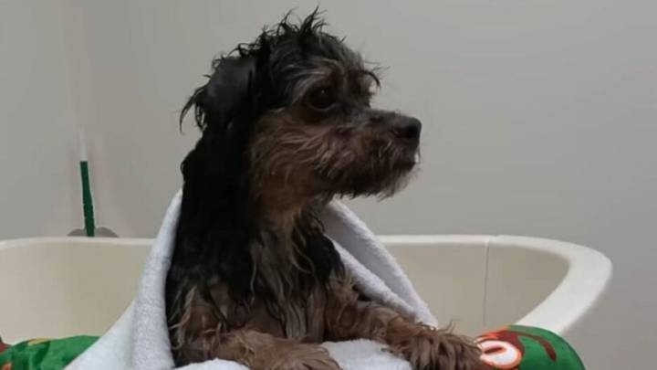 California Rescue Saves Pup From Abandonment And Starts His Journey To Love