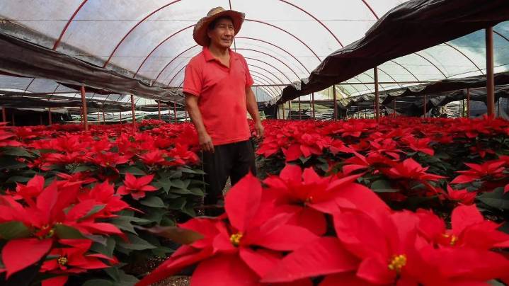 Producir nochebuenas en la CDMX toma un año, asegura un productor de Xochimilco