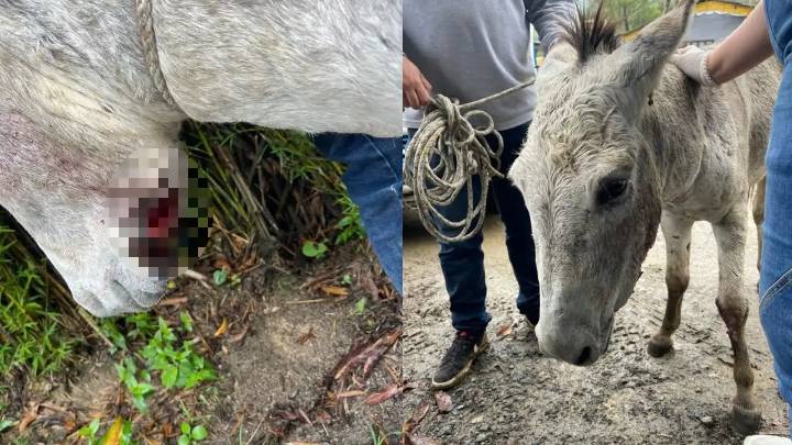 Autoridades activan protocolos para salvar un burro víctima de presunto maltrato en Bello