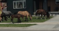 Community input wanted on beloved Miller Creek horse herd