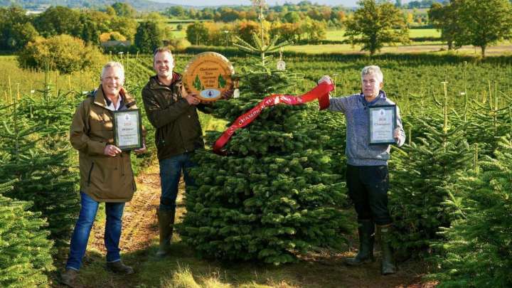 I’m a champion Christmas tree farmer – here’s how to keep yours alive for longer