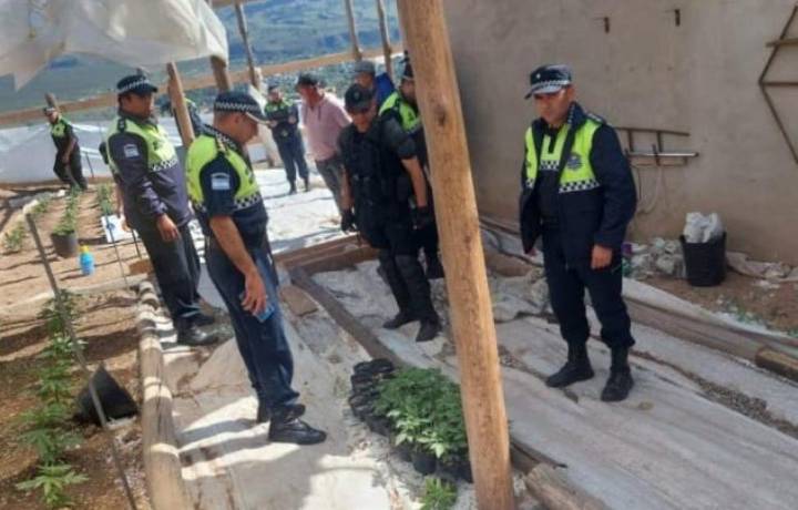 Desbaratan un invernadero y un laboratorio de marihuana clandestinos en Tafí del Valle
