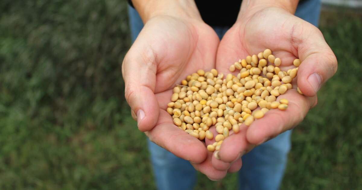 Soybeans have been a top U.S. ag export for decades. What happens when the top…