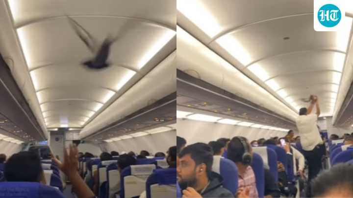 Pigeon enters Bengaluru-Vadodara IndiGo flight, causes chaos amid ongoing crisis