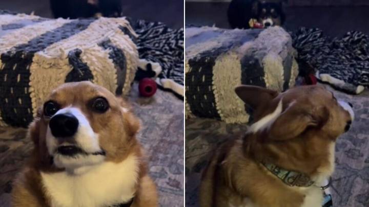 Dog In Tennessee Gives The Funniest Side-Eye When His Baby Sister Pushes Him Too Far