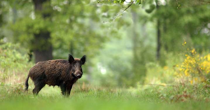 Los agricultores de Castilla y León exigen controlar los censos de jabalíes para luchar contra la peste porcina africana