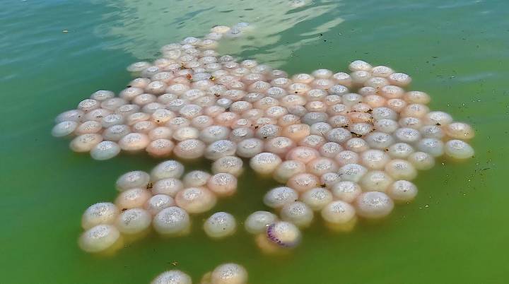 India’s first jellyfish swarm spotted in Odisha waters