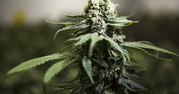 Cannabis stocks surge on report Trump ease restrictions