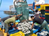Sucre pierde 20 millones de dólares por paralización de flota pesquera