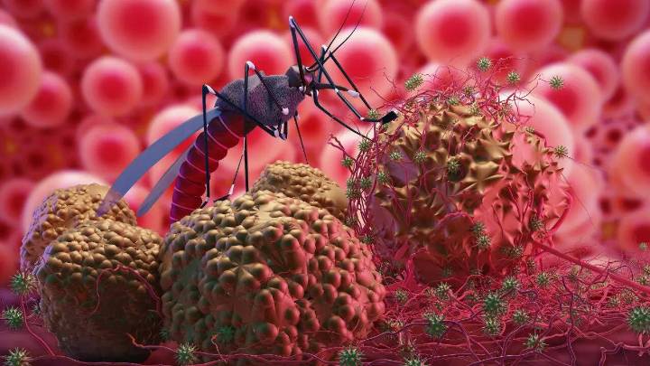Malaria Fatalities Reach A New High Amid Growing Drug Resistance, Says World Health Organization
