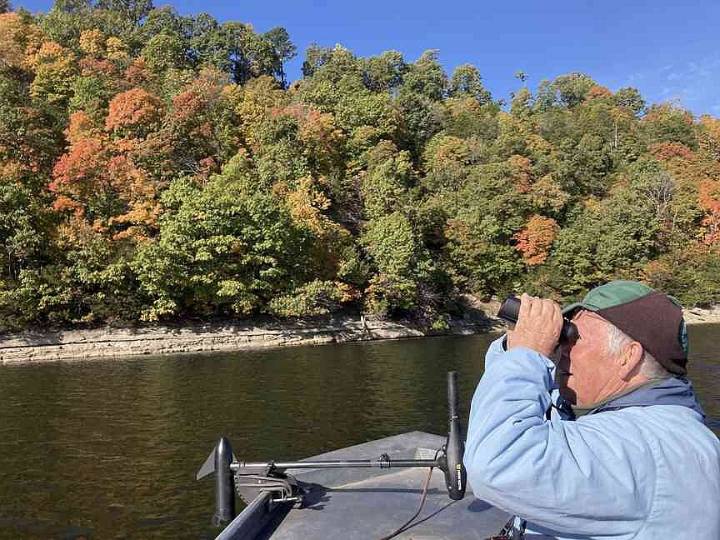 Beaver Lake trip offers feathery show on water, in sky