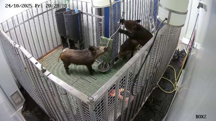 Desarmados ante la peor pandemia animal de la historia: la peste porcina africana irrumpe en España sin ninguna vacuna a la vista