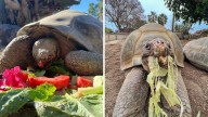 Muere “Gramma” Tortuga Gigante del San Diego Zoo a sus 141 Años, ¿Qué se Sabe de su Muerte?