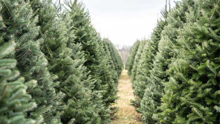 For The Longest-Lasting Real Christmas Tree, This Is The Variety To Get