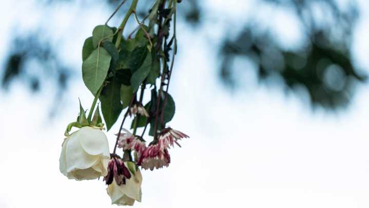 Jackson sees homicides drop, with under 100 projected by year