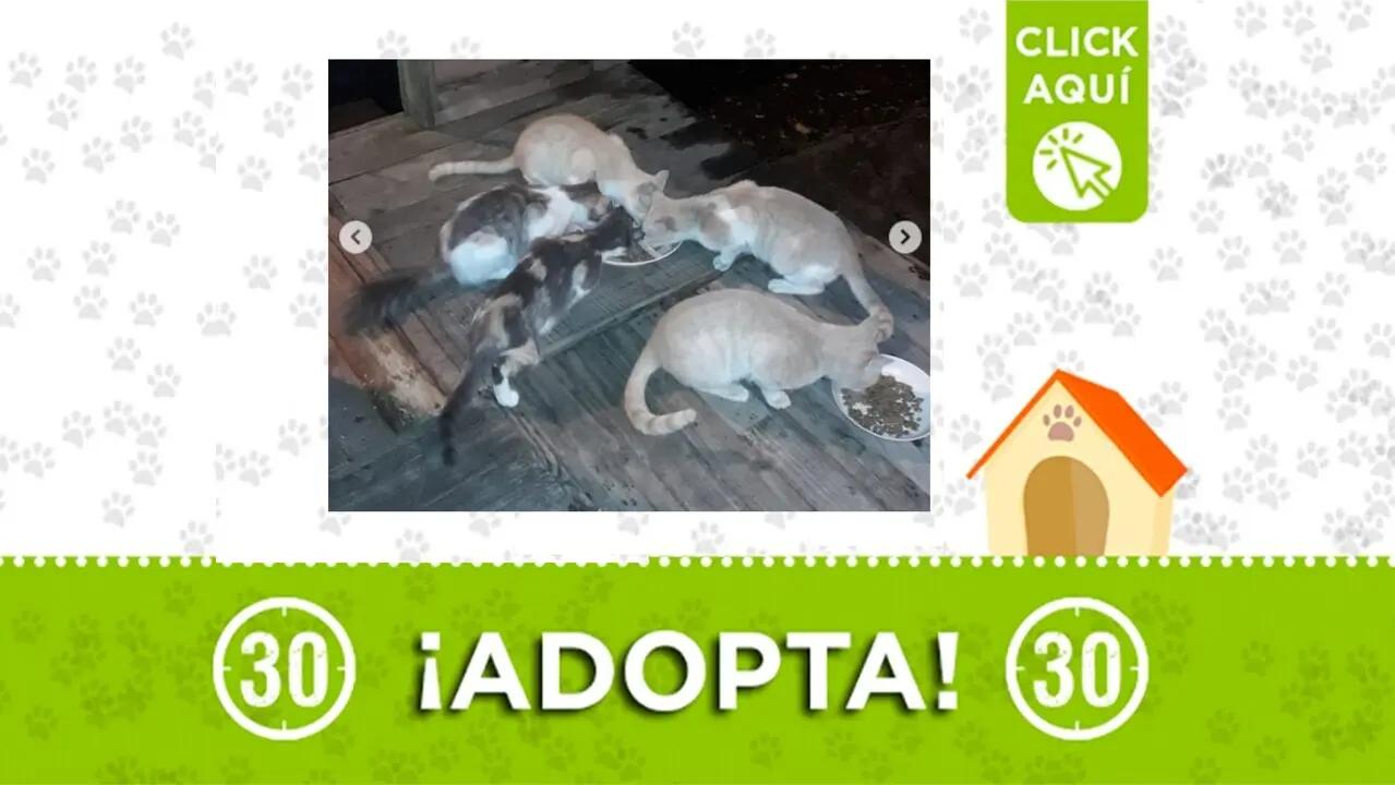 Ocho gaticos en Barbosa buscan hogar: es urgente ubicarlos ¿puedes adoptar uno?