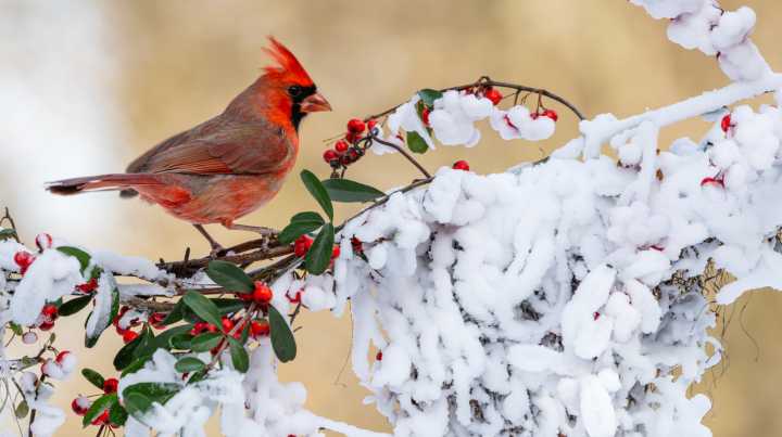 The Bird Feeder Placement Mistake Keeping Cardinals Away From Your Yard In Winter