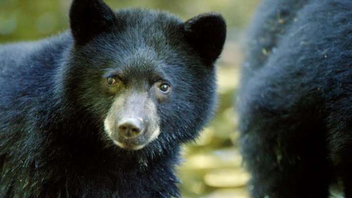 Srinagar Grapples With Multiple Bear Sightings; Rescue Teams Mobilised