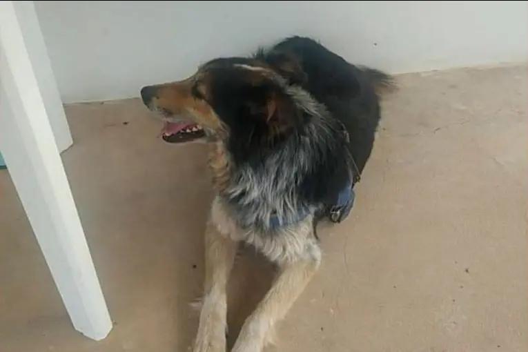 Denuncian brutal caso de maltrato animal: hombre adoptó un perro y días después, lo mató