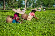 Tea board intervenes, mandates ballometric method to ensure transparency in leaf trade