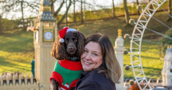 Christmas warning from vets over roast dinner danger to dogs