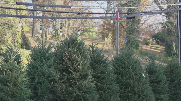 Troop 316 opens Christmas tree lot for annual fundraiser