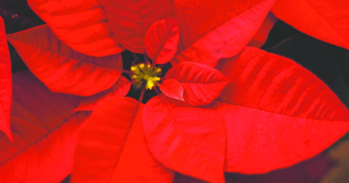 How to keep poinsettias happy: Make the holiday plants last all year