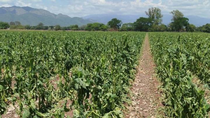 Chicoana: el granizo ya afectó más de 4.400 hectáreas de tabaco