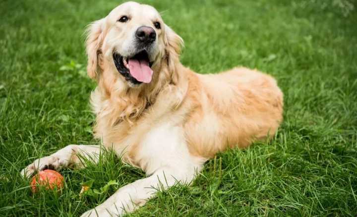 Ola Dorada: record de perros Golden en los Bosques de Palermo