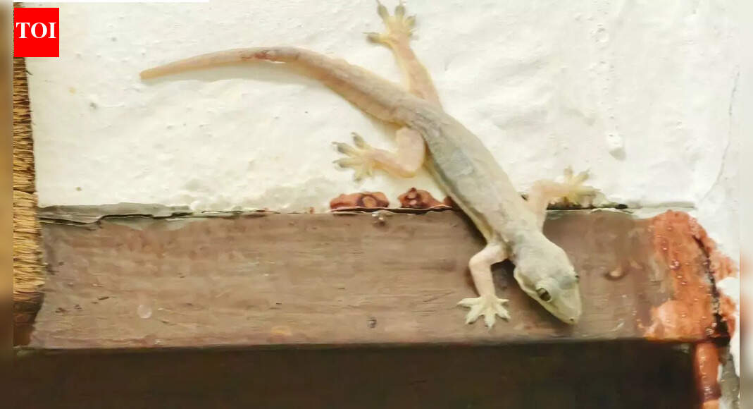 What happens if a home lizard bites: Species behaviour, bite care, and simple safety tips
