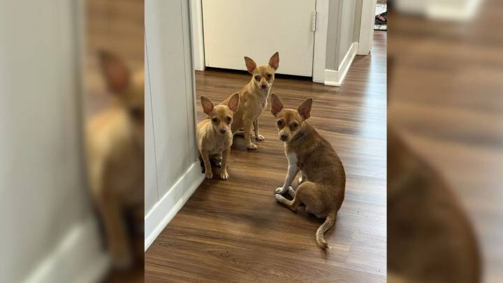 Puppies Huddled In A Texas Garage Face Uncertainty Until A Stranger Refuses To Leave Them Behind