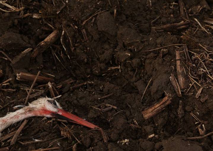 Hundreds of storks found dead near Madrid amid wider bird flu surge