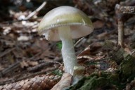 21 People Poisoned and 1 Dead After Eating Wild Mushrooms, Prompting Advisory